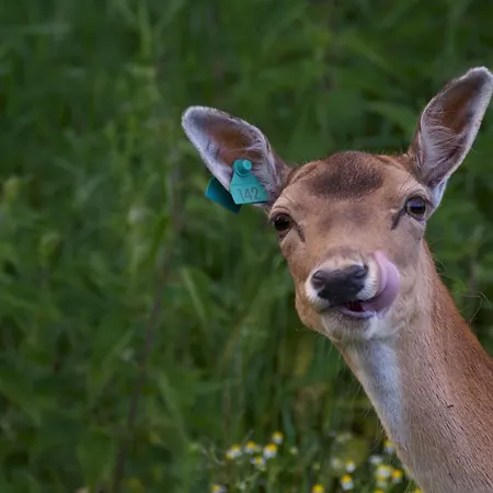 Mila Dolina * Milakowo