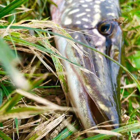 Mila Dolina * Milakowo