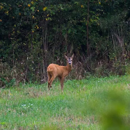 Mila Dolina Κατάλυμα σε φάρμα *