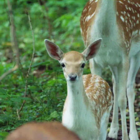 Mila Dolina * Milakowo