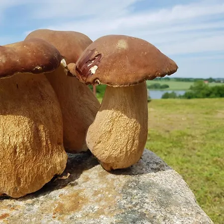 Gospodarstwo agroturystyczne Miła Dolina *